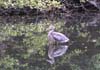 blue-heron-05-closeup