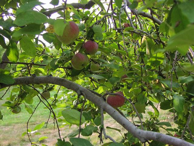 apples-07