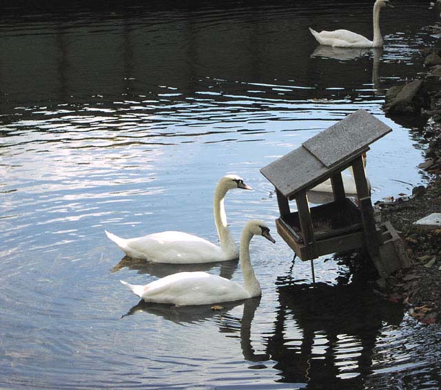 swans-02