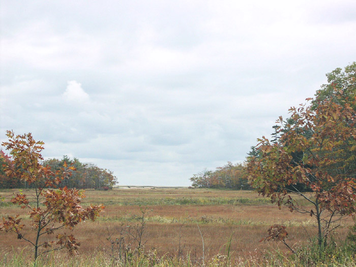 salt-marsh-01