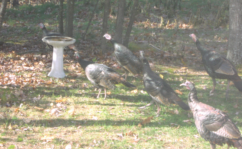 turkeys-return-09
